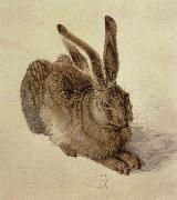 Albrecht Durer, hare